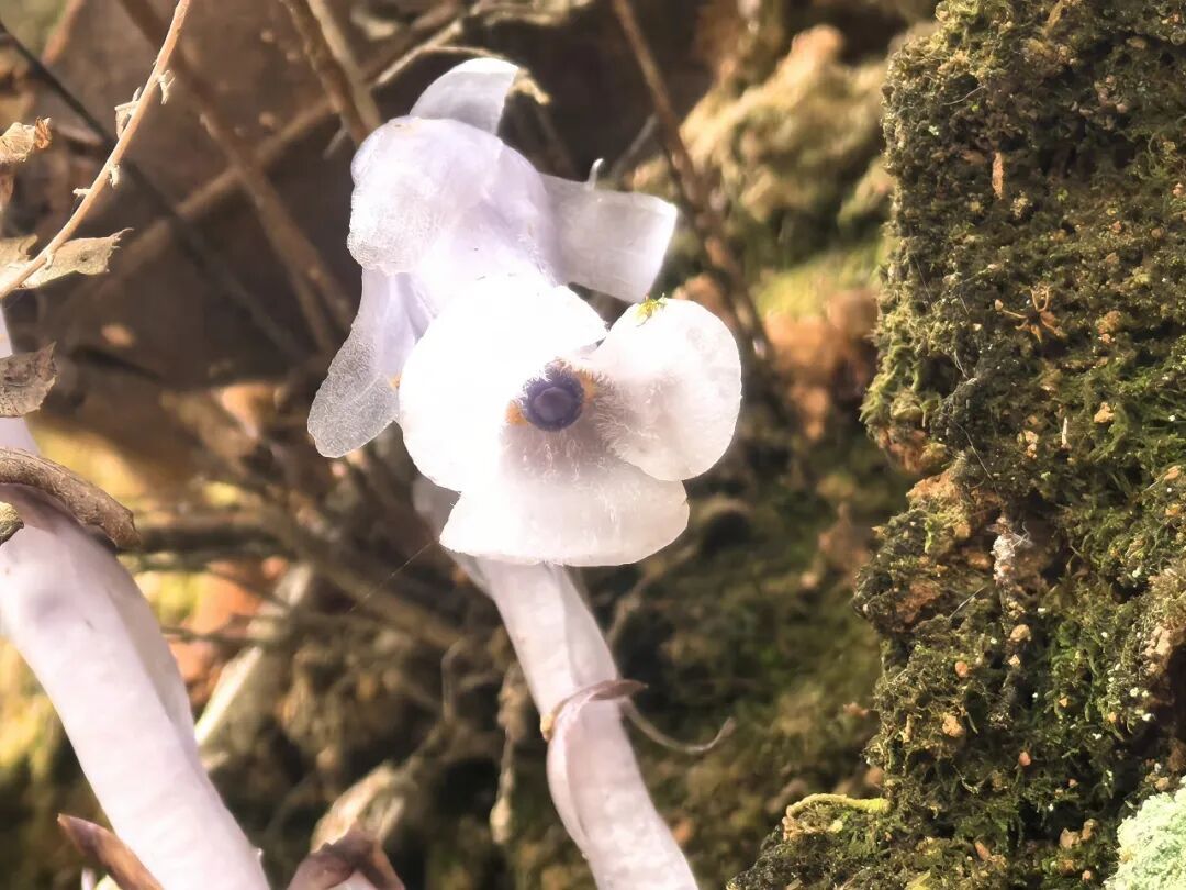 罕见！福州再次发现“透明花”！
