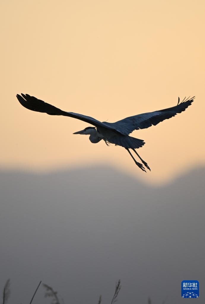 沙水世界 候鸟蹁跹