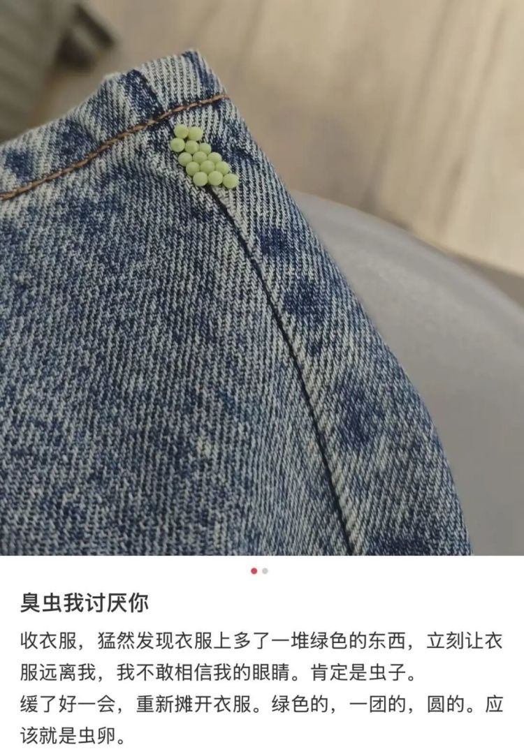 快检查自家阳台！有人家里已大量出现，官方提醒：千万别摸