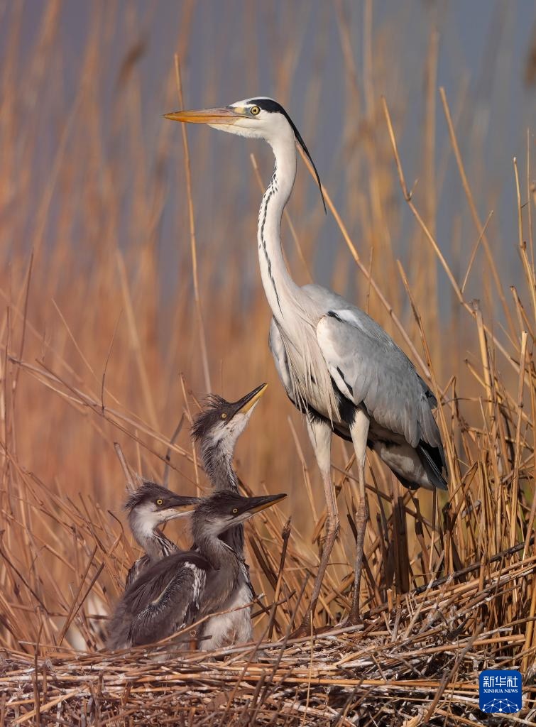 沙水世界 候鸟蹁跹