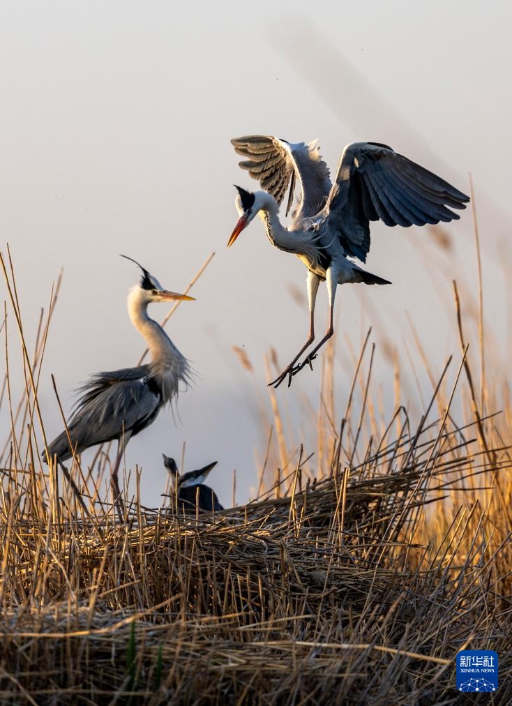 沙水世界 候鸟蹁跹