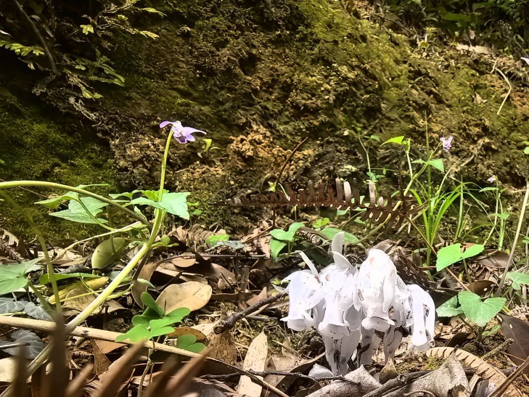 罕见！福州再次发现“透明花”！