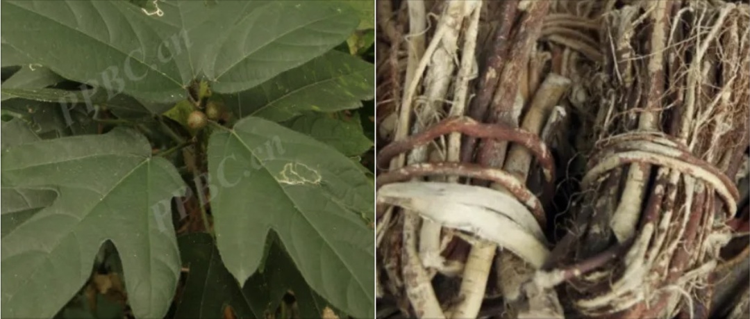 3克就能致死！最近火爆全网，很多人争相尝试，这个原料千万别弄错→