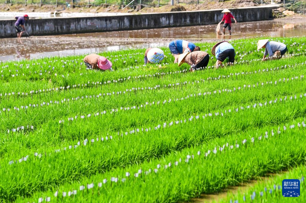 “巴渝粮仓”春日农耕美如画