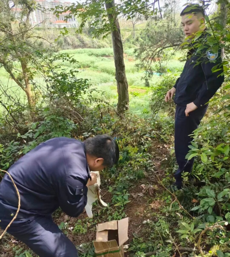 国家“三有”保护动物牛背鹭，成功获救！
