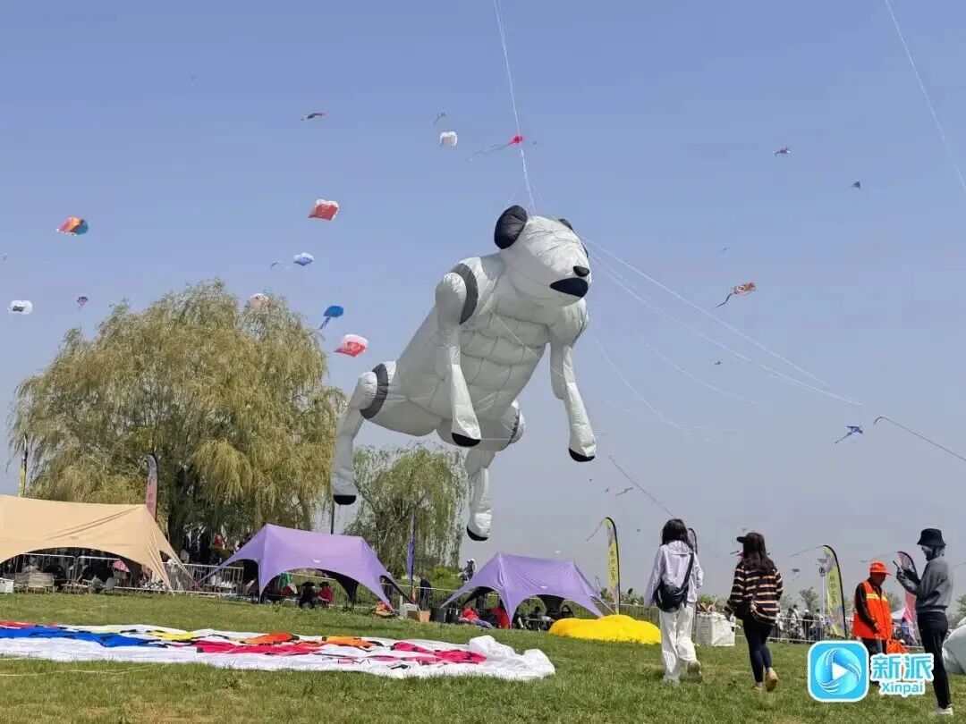 “红鲤鱼与绿鲤鱼与驴”上天了！潍坊风筝，必须给到一个“夯”