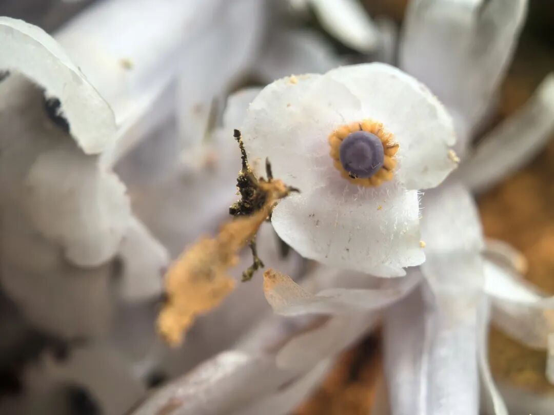 罕见！福州再次发现“透明花”！