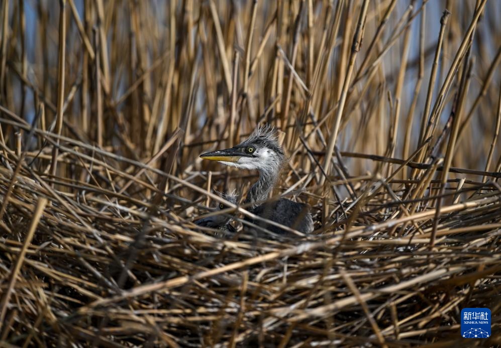 沙水世界 候鸟蹁跹