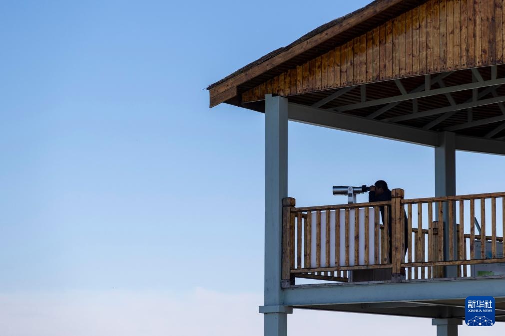 黑龙江七星河国家级自然保护区白琵鹭数量创新高