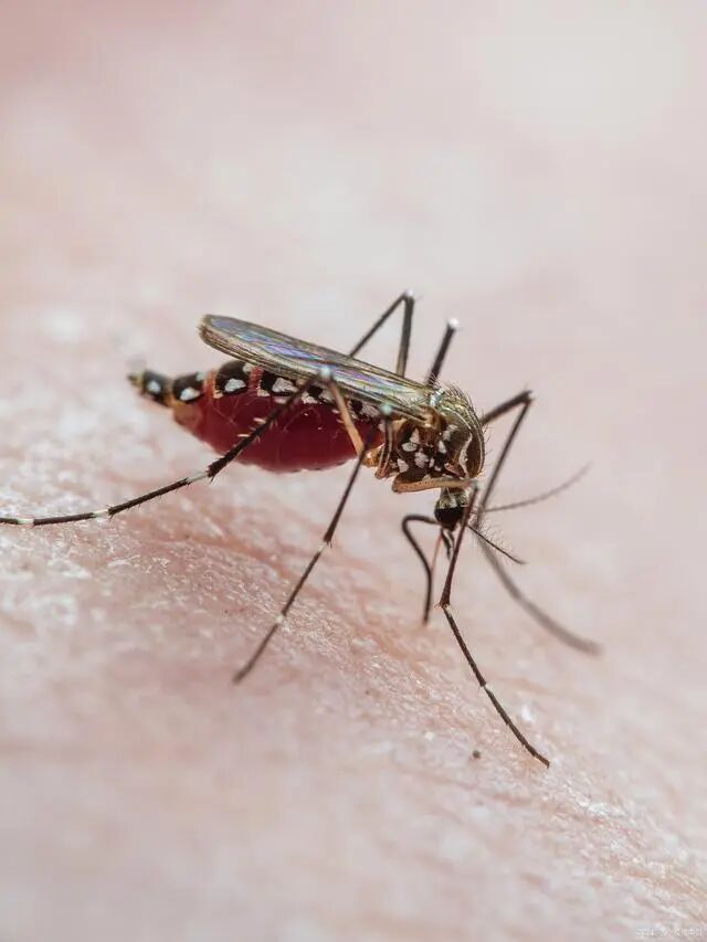 今年蚊子会增多吗？天津疾控专家回应