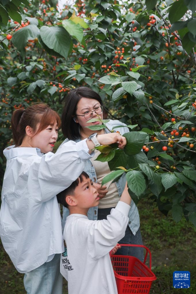 美丽乡村开启春季樱桃采摘季