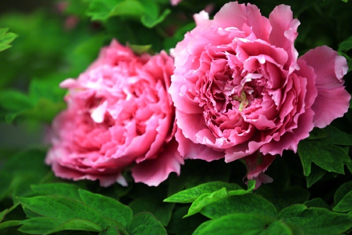 姹紫嫣红！特写镜头看牡丹绽放