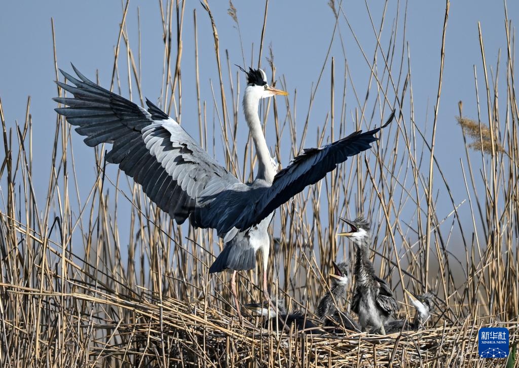 沙水世界 候鸟蹁跹