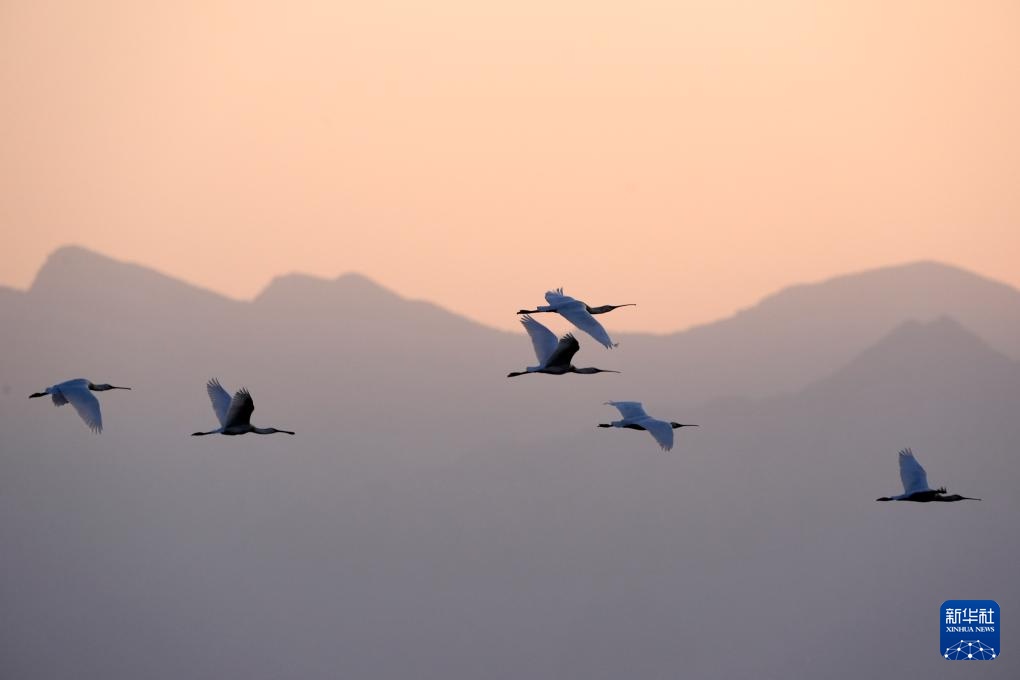 沙水世界 候鸟蹁跹