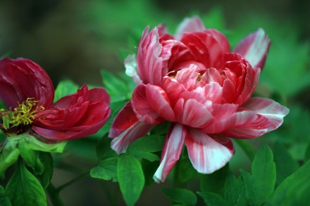 特写镜头看牡丹绽放