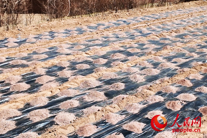 守着黄河，为何无水灌溉？