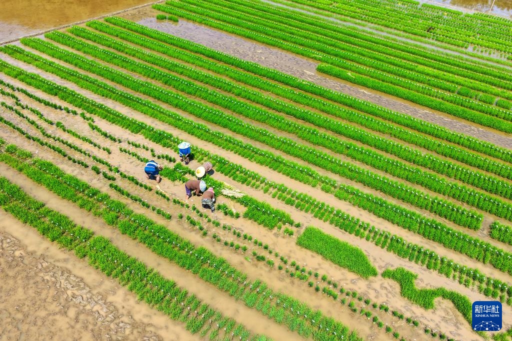 “巴渝粮仓”春日农耕美如画