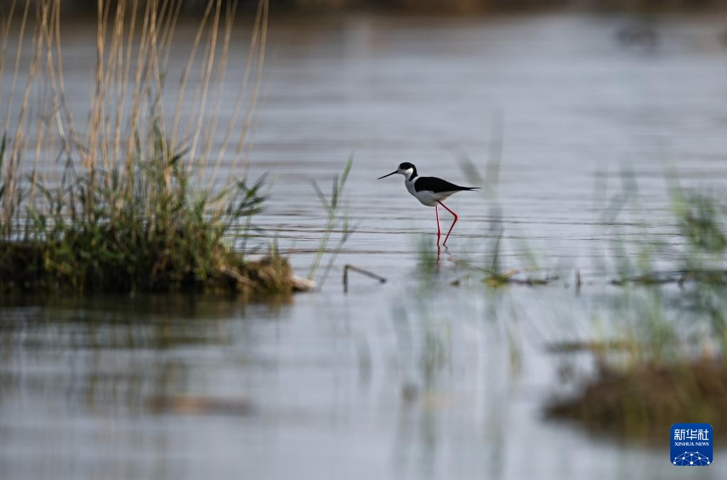 沙水世界 候鸟蹁跹