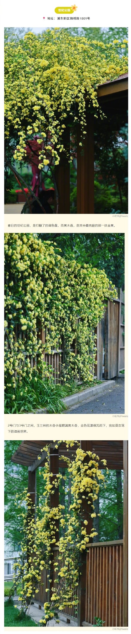 金色花瀑上线！上海的黄木香开得太治愈了