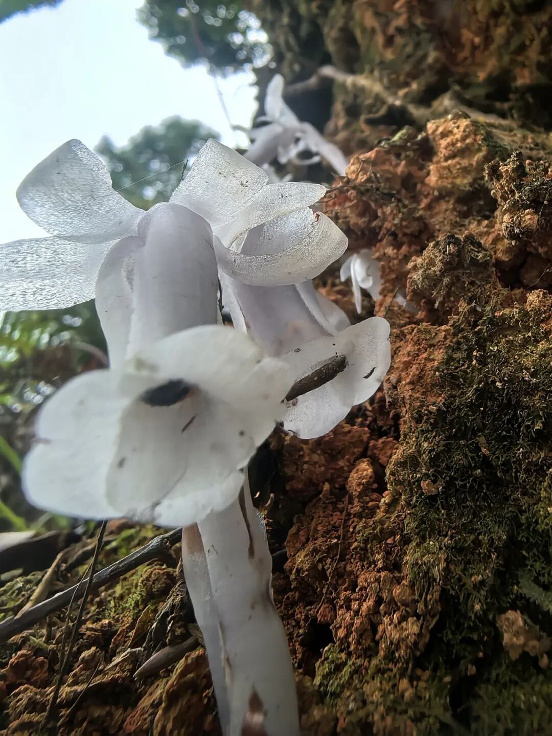 罕见！福州再次发现“透明花”！