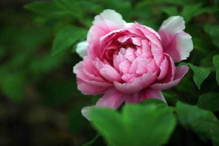 特写镜头看牡丹绽放