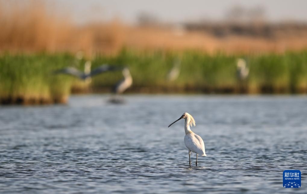 沙水世界 候鸟蹁跹