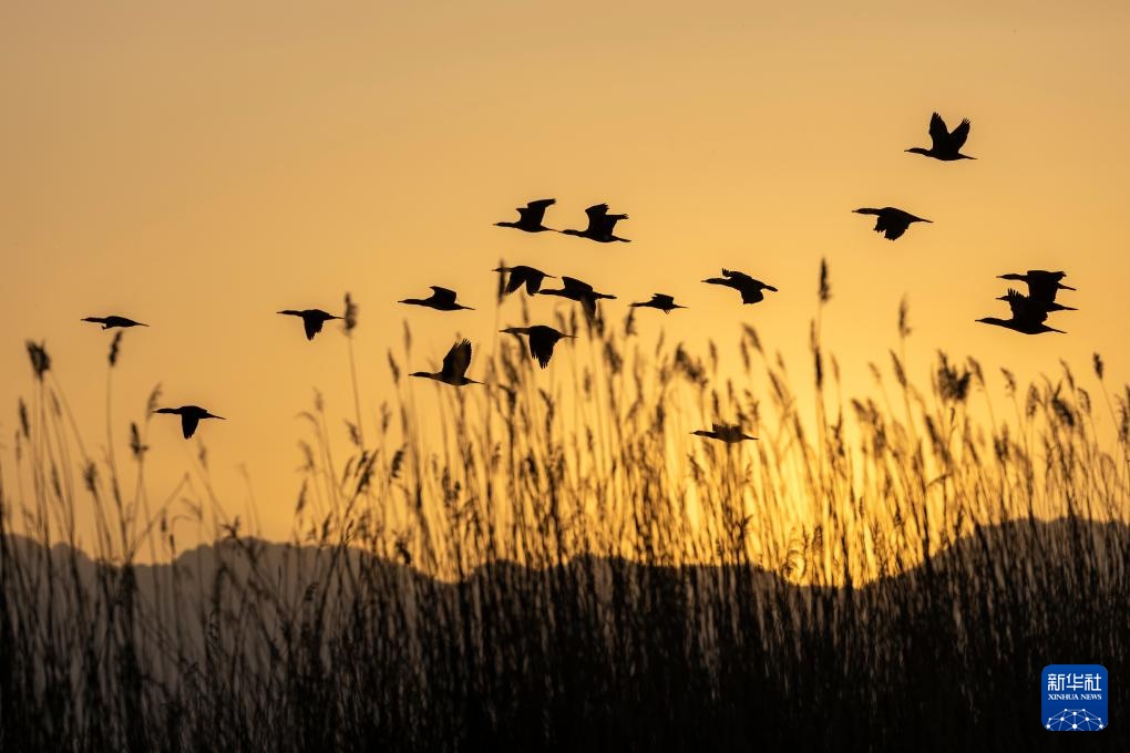 沙水世界 候鸟蹁跹