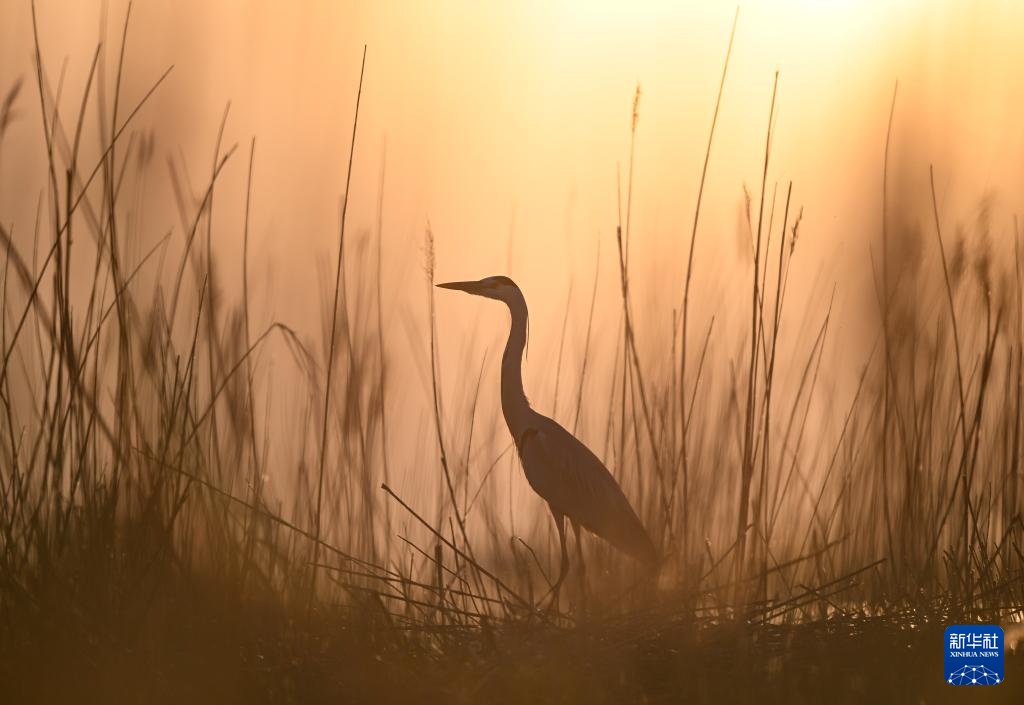 沙水世界 候鸟蹁跹
