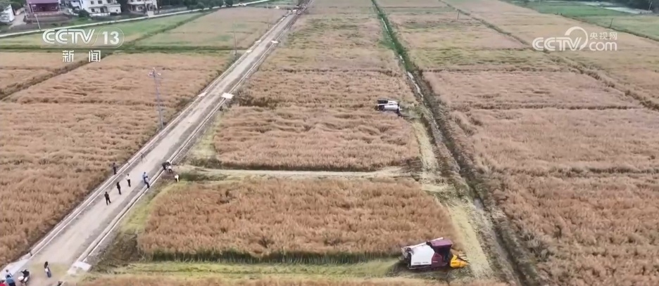 “新品种+新模式”助力农作物增产提质 智慧农业让农产品“种得好”“卖得火”