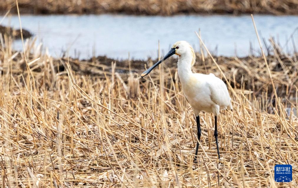 黑龙江七星河国家级自然保护区白琵鹭数量创新高