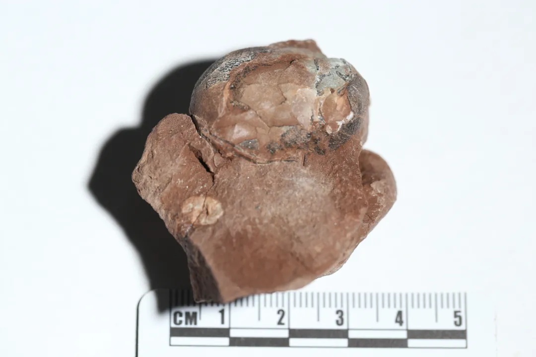 刷新纪录！“世界最小的非鸟类恐龙蛋”落户江西