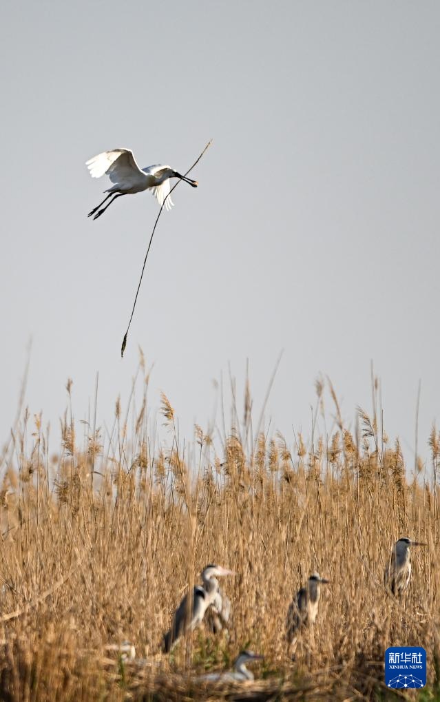 沙水世界 候鸟蹁跹