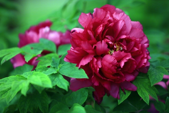 姹紫嫣红！特写镜头看牡丹绽放