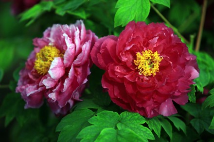 特写镜头看牡丹绽放