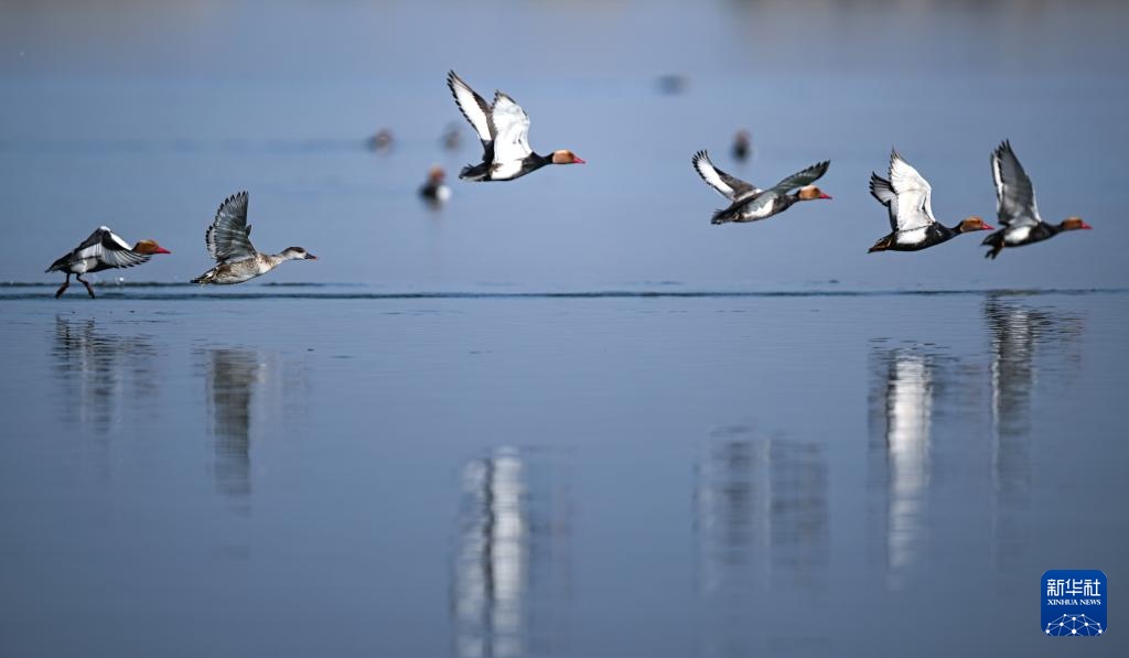 沙水世界 候鸟蹁跹