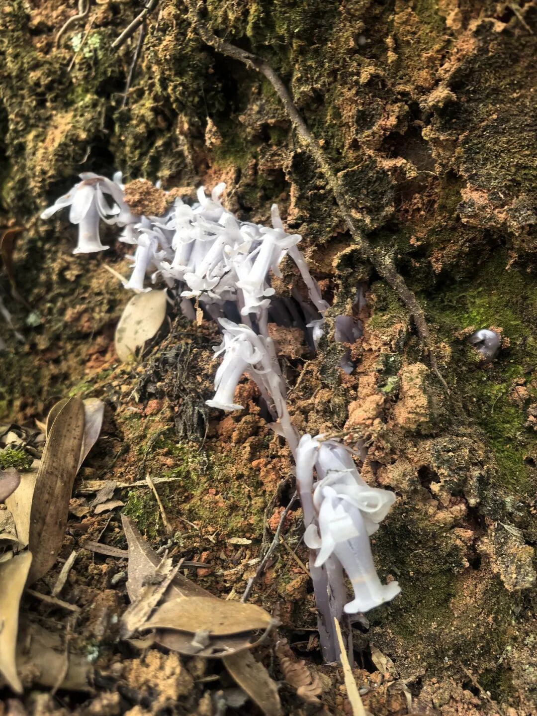 罕见！福州再次发现“透明花”！