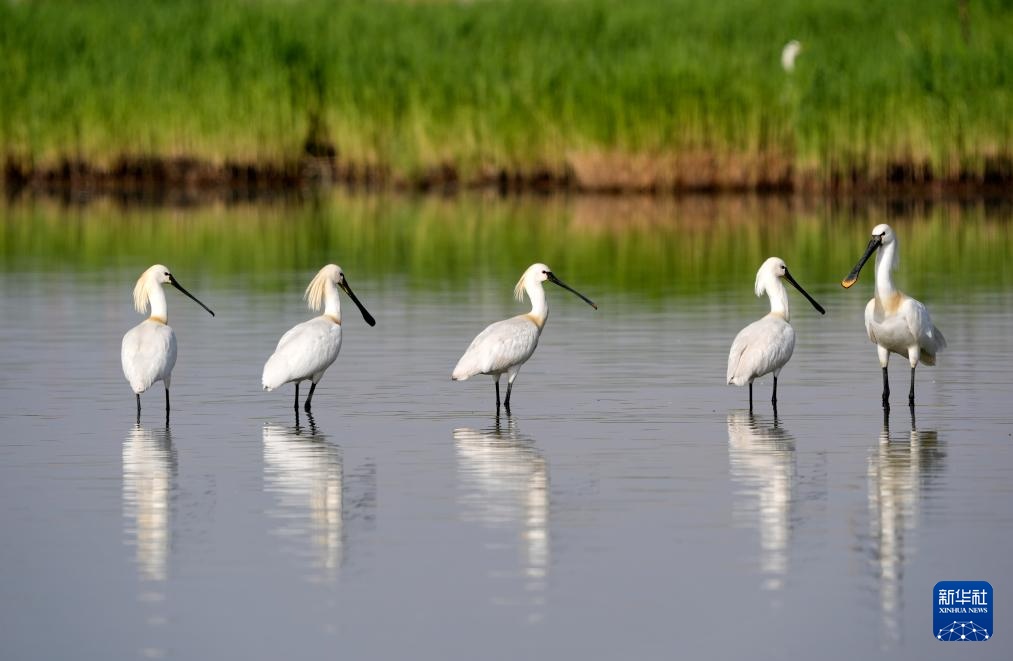 沙水世界 候鸟蹁跹