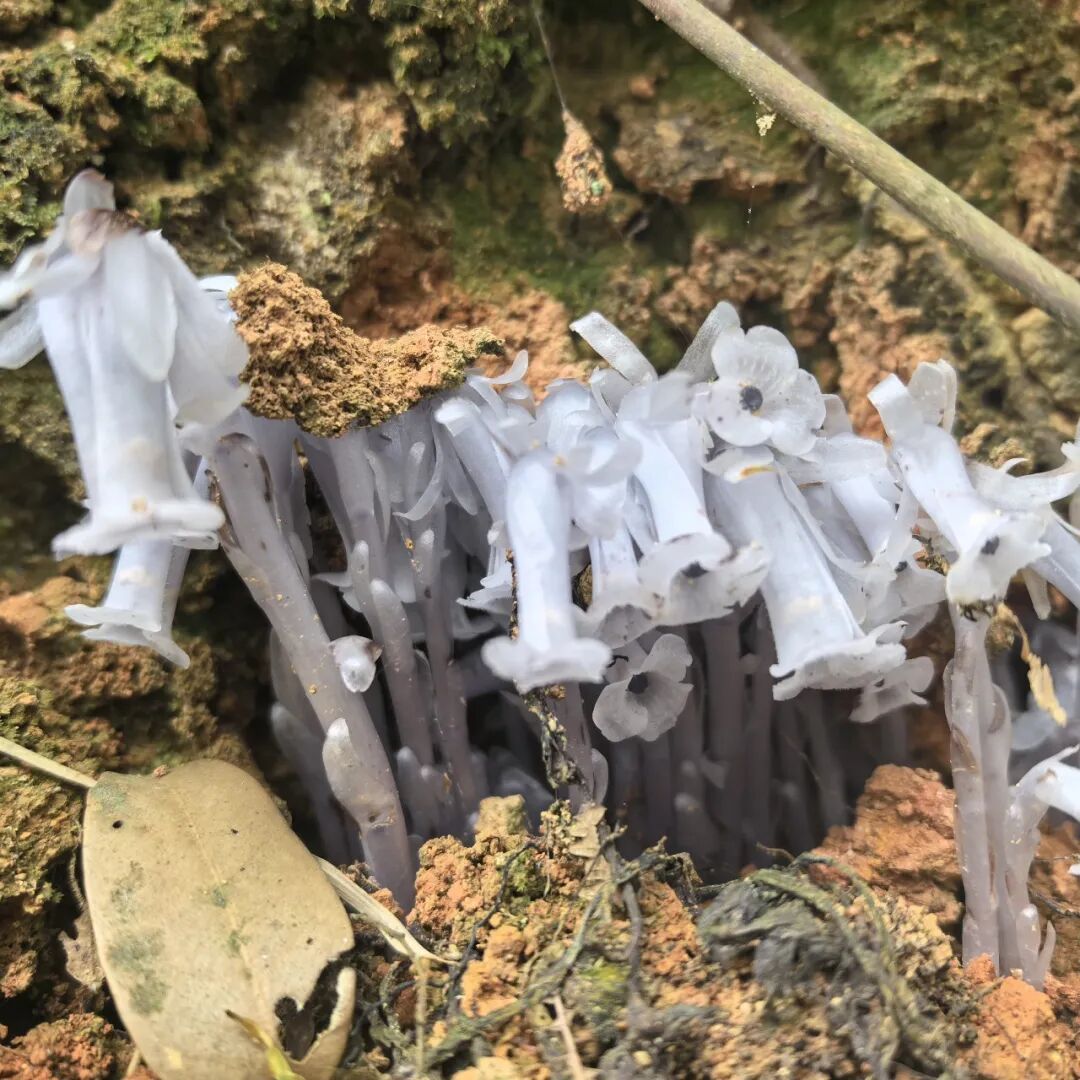 罕见！福州再次发现“透明花”！