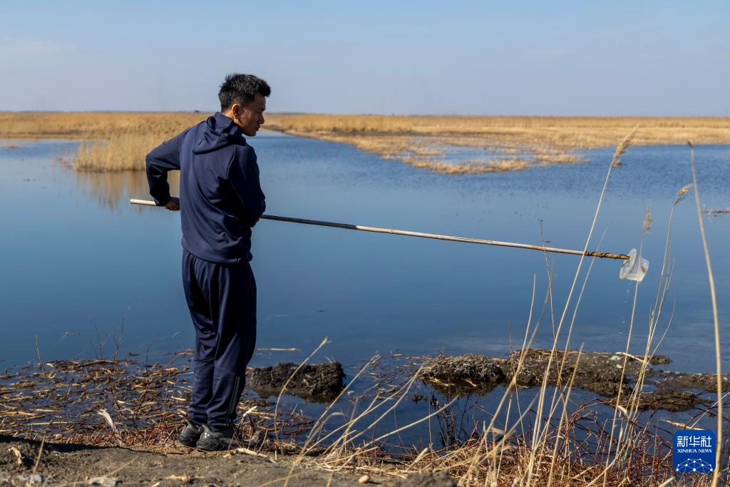 黑龙江七星河国家级自然保护区白琵鹭数量创新高