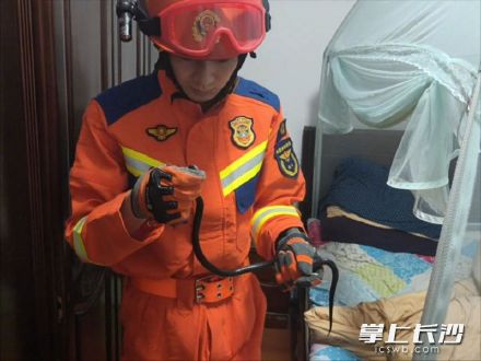 毒蛇钻进长沙居民被窝，天心消防火速处置