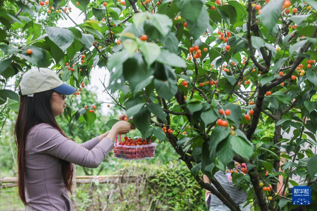 美丽乡村开启春季樱桃采摘季
