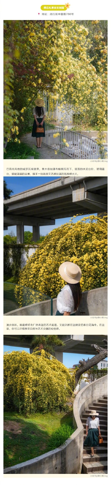 金色花瀑上线！上海的黄木香开得太治愈了