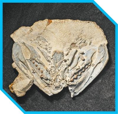 人类的祖先究竟是猿还是鱼？院士科普→