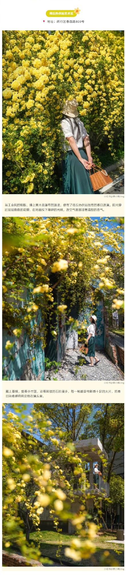 金色花瀑上线！上海的黄木香开得太治愈了