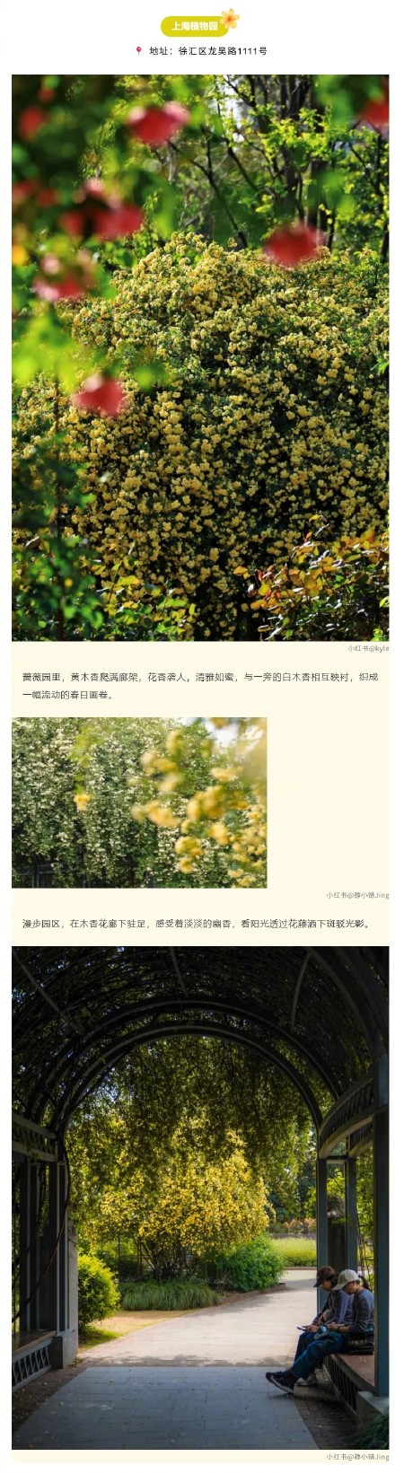 金色花瀑上线！上海的黄木香开得太治愈了