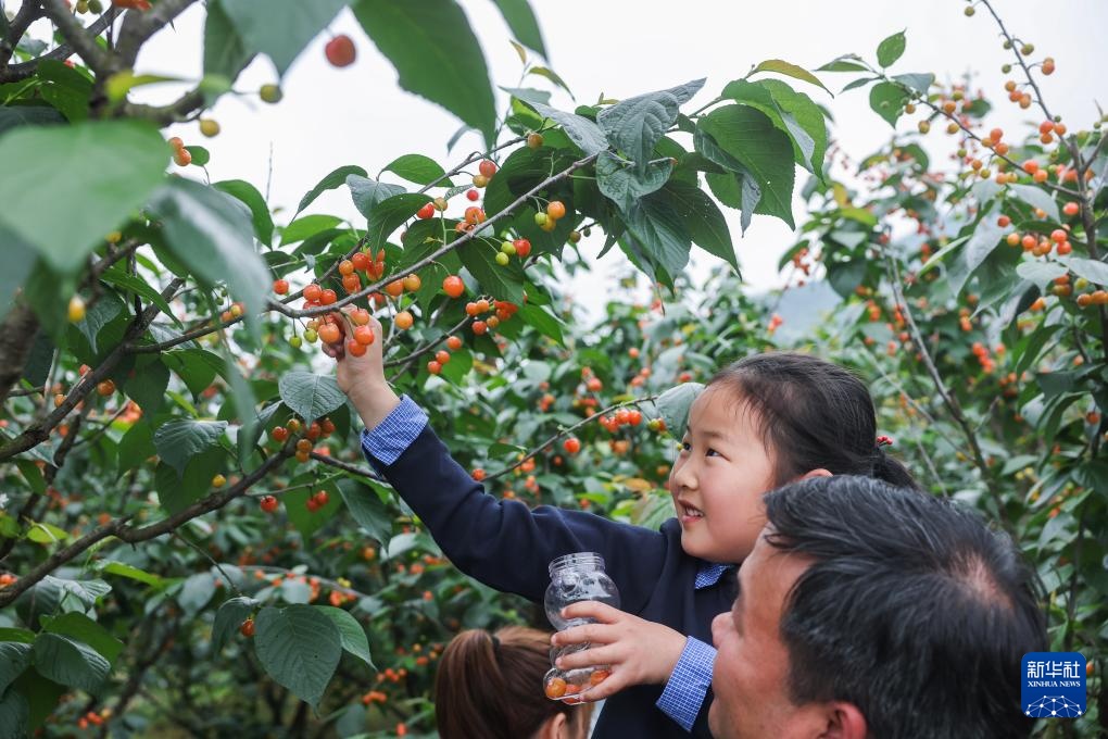 美丽乡村开启春季樱桃采摘季