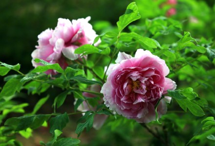 特写镜头看牡丹绽放