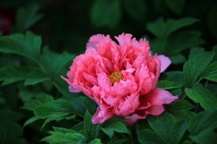 特写镜头看牡丹绽放