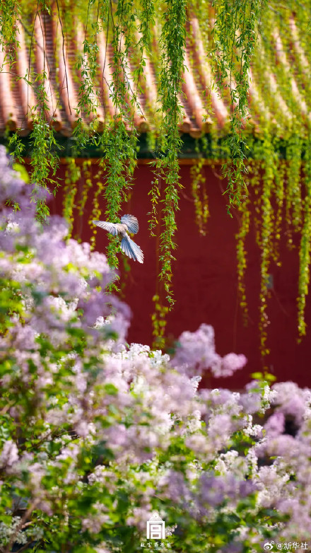 收藏！故宫春日限定繁花壁纸