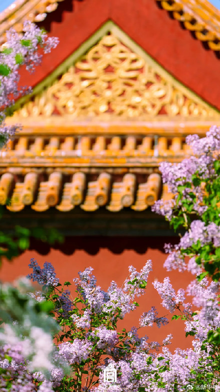 收藏！故宫春日限定繁花壁纸
